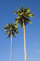 Two coconut trees 