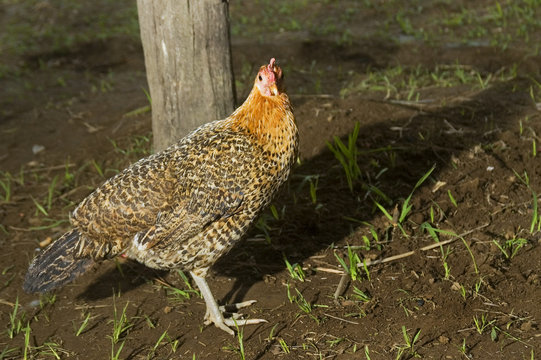 Free Range Chicken