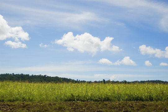 Corn plantation in Palanan, Isabela, Philippines