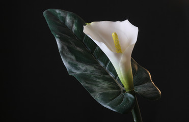 calla lily