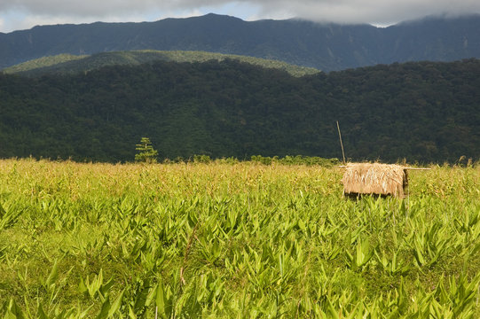 Nipa Hut in Farm