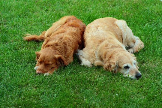 My dog   - „ Golden retriever “ and  "Nova Scotia  “