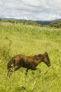 Young horse looking for its mother