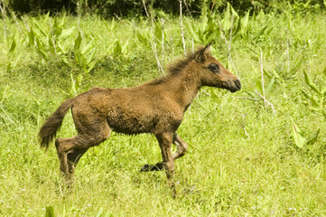 Young horse looking for its mother