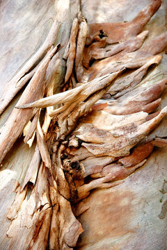 Gum Tree Bark