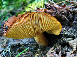 yellow mushroom 