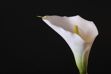 calla lily