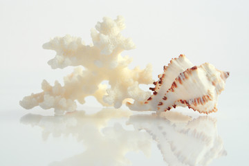 Obraz na płótnie Canvas Coral & shell