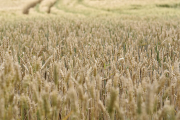 green grain in sommer field with bug on it