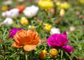 Summer,garden - flowers.