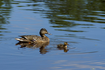 duck`s family