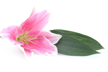 Obraz na płótnie Canvas Pretty pink flower isolated on white