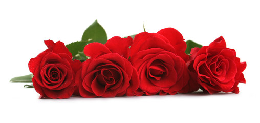 Row of red roses isolated on a white background