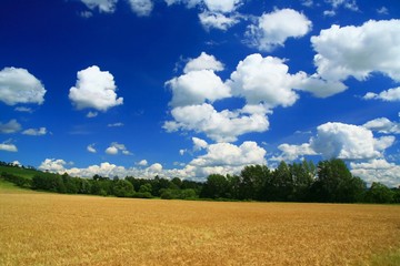 beautiful look on  landscape in summer