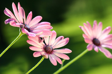Pink daisies © Sandra Cunningham