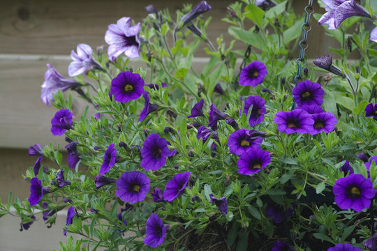 Fototapeta Detail of hanging basket