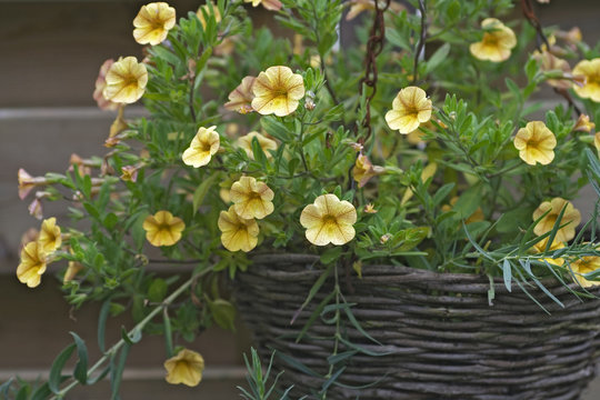 Detail Of Hanging Basket And Flowers