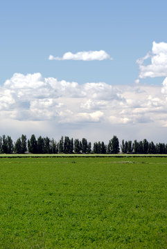 Row Of Wind Break Trees, Alfalfa Field, Summer Clouds, Portrait