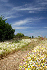 Fototapeta premium Walking Nature Trail Bordered By White, Wild Summer Daisies
