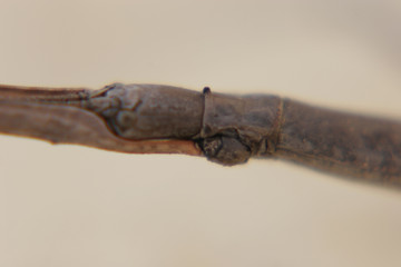 Fototapeta premium Stick Insect