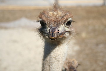 Young ostrich birds in the farm