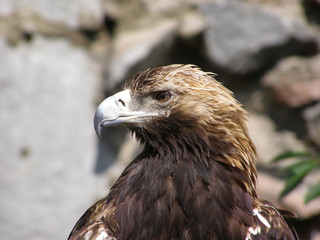 POWER BIRD