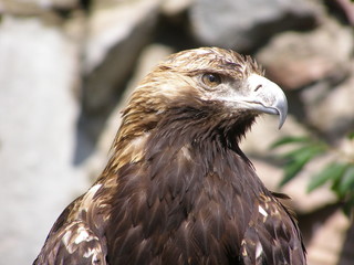 POWER EAGLE