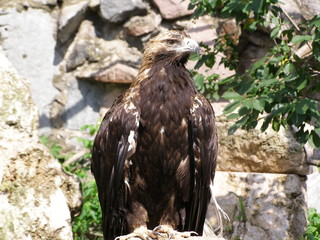 PRIDE EAGLE