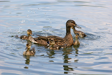 Playing in the Water