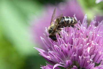 bee on flower