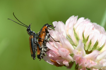 Fototapeta na wymiar pairing insects