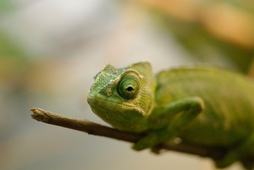 Caméléon