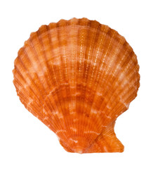 Fototapeta premium Sea shell isolated on white - scallop15. Clipping path included.