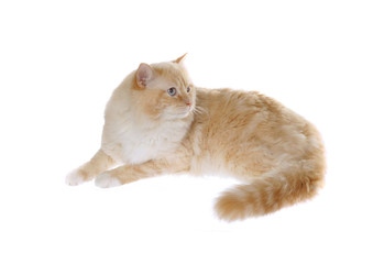 regdoll cat isolated on withe.