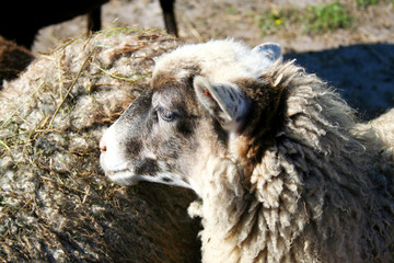 Cute sheep on the  meadow
