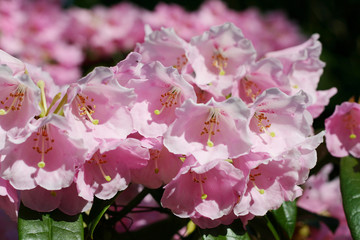 Blooming rhododendron with lots of pink blossoms