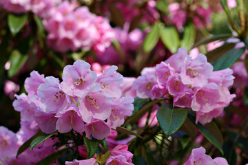 Blooming rhododendron in pink (selective focus)