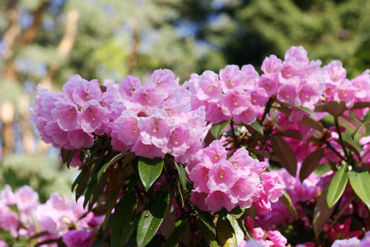 Blooming rhododendron with lots of pink blossoms
