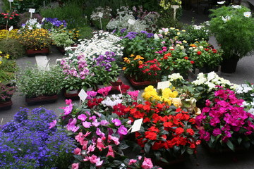 Obraz premium Sprzedaż kwiatów na cotygodniowym targu
