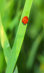 ladybug