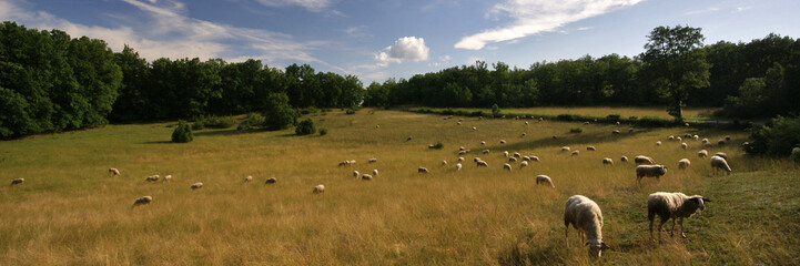 Obraz premium panorama de brebis