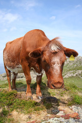 curious brown cow