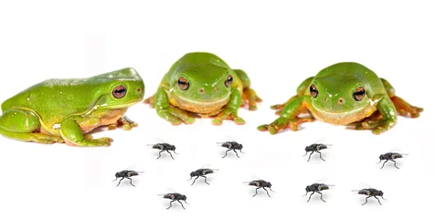 Papier Peint photo Grenouille smorgasbord three green tree frogs and lots of flies on white