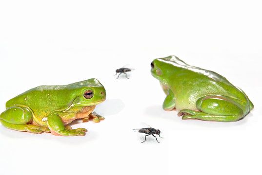 two green frogs (litoria caerula) isolated  white background,