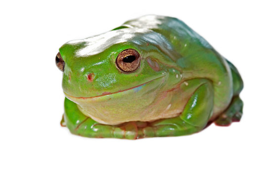 a green tree frog (litoria caerula) on a white background 