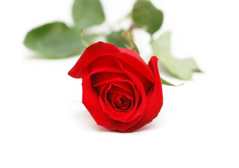 Red rose isolated  on the white background