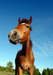 stunning horse with some forest and sky on background