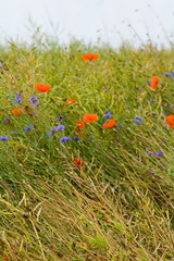 sommerwiese