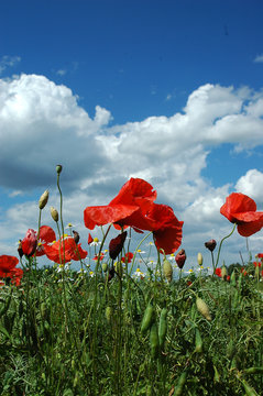 Wilder Mohn 