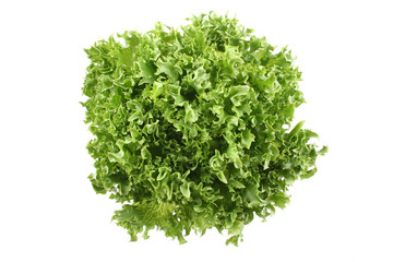 Obraz premium fresh lettuce - lollo bindo - isolated on white